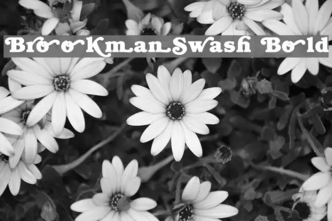 BrookmanSwash Bold خط examples