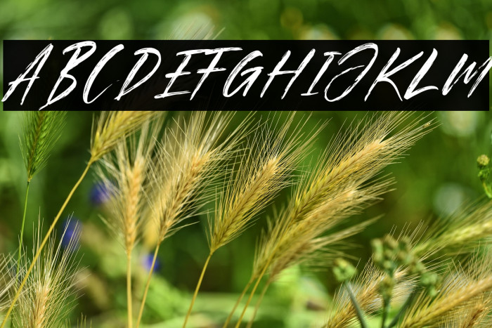 Brother Italic Example 3