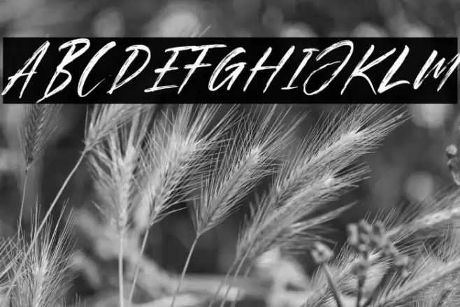 Brother Italic Font examples