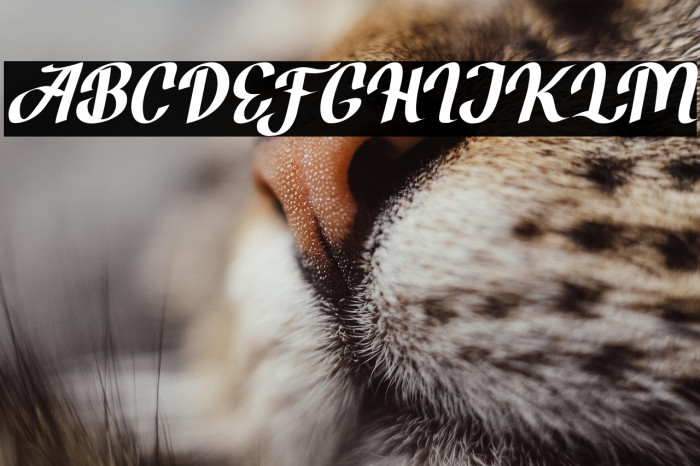 BrotherZoned-Italic Example 3