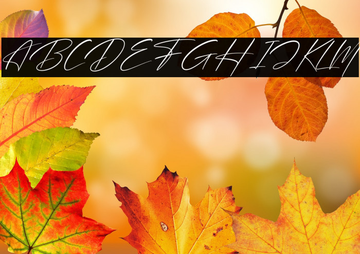 Brotherdam Signature Italic Example 1