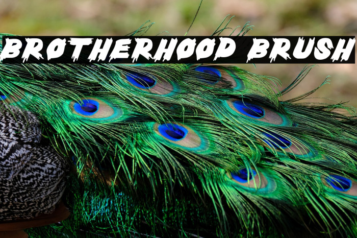 Brotherhood Brush Example 1