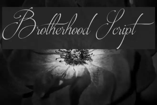 Brotherhood Script Font examples