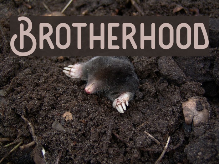 Brotherhood Example 3