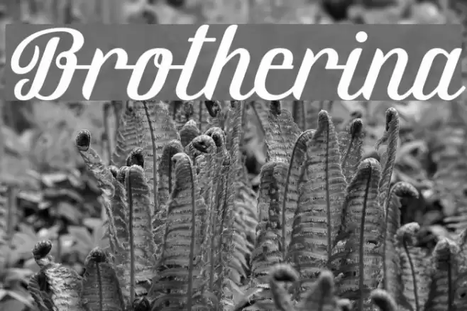 Brotherina Font examples