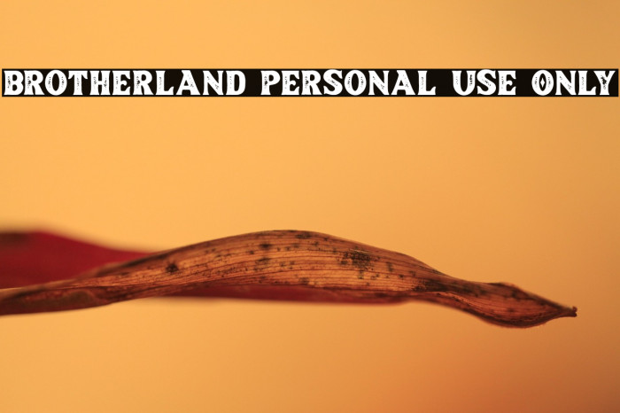 Brotherland Personal Use Only Example 1