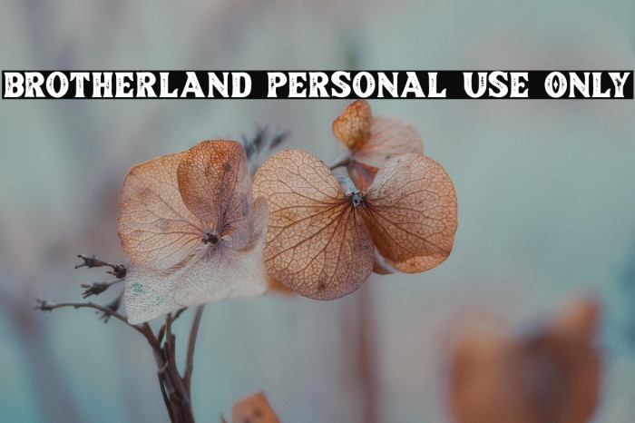 Brotherland Personal Use Only Example 3