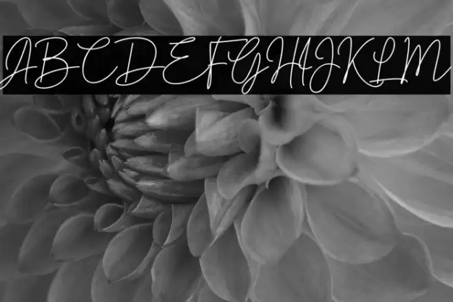 Brotherside Signature Font examples