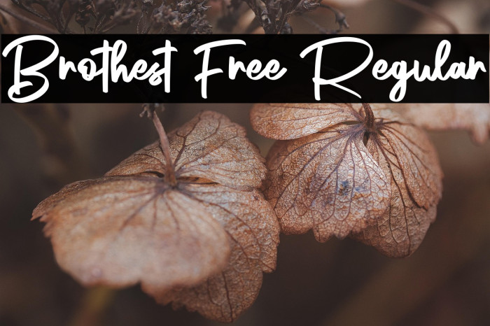 Brothest Free Regular Example 3