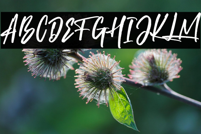 Brotthers Free Example 1