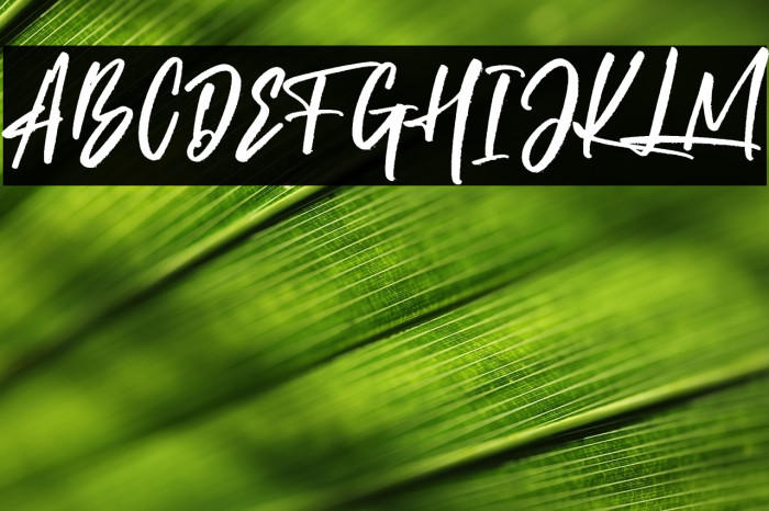 Brotthers Free Example 2