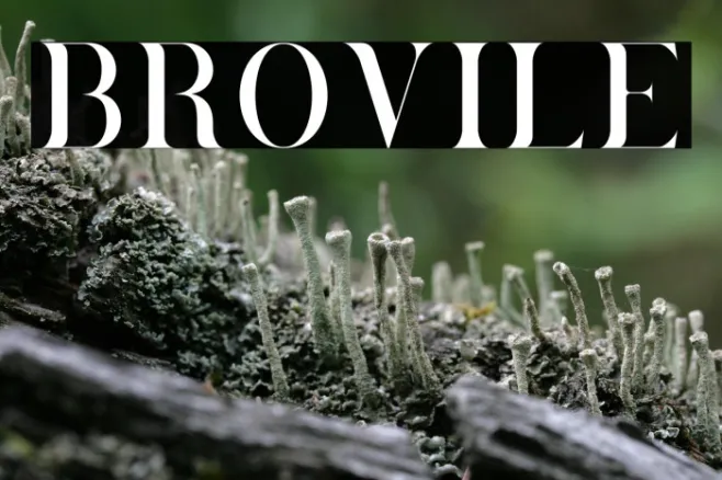 Brovile Example 2