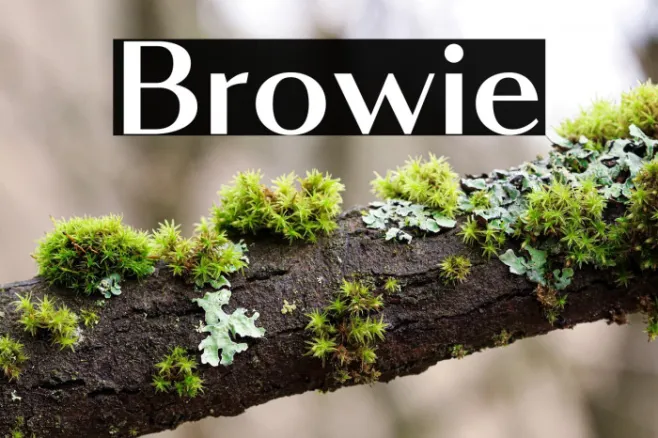 Browie Example 1