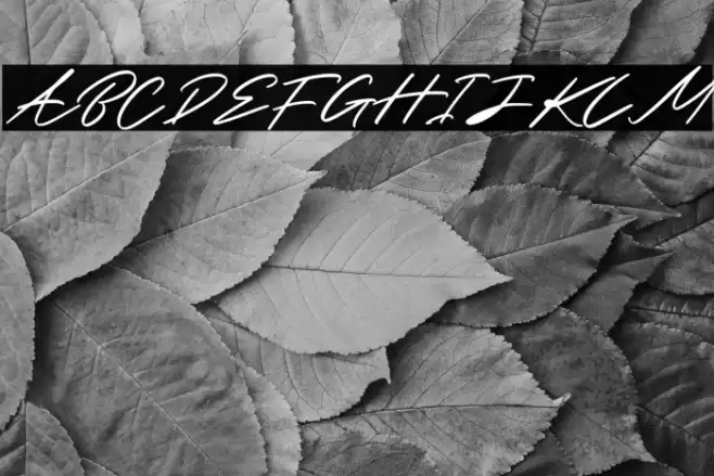 Brown Carlson Font examples