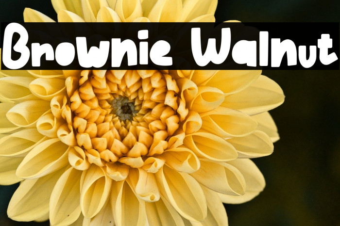 Brownie Walnut Example 2