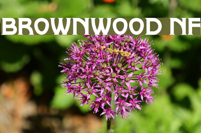 Brownwood NF Font examples