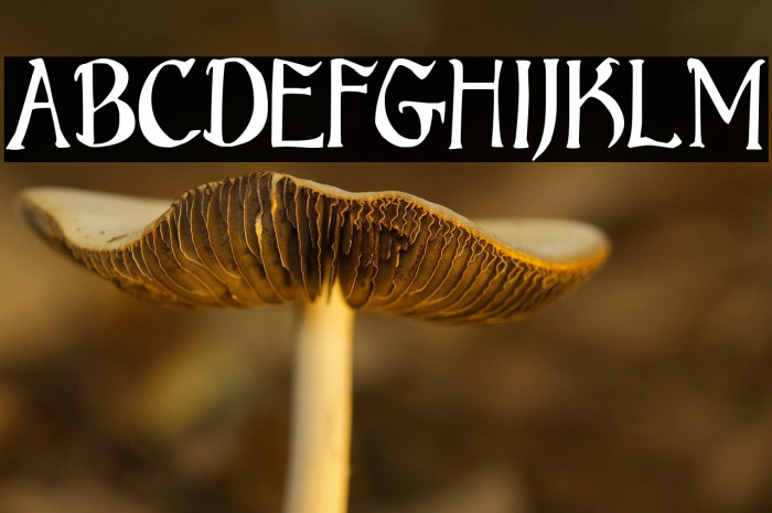 Bruce Scaled Example 3