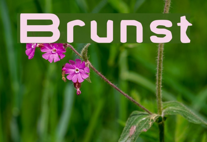 Brunst Font examples