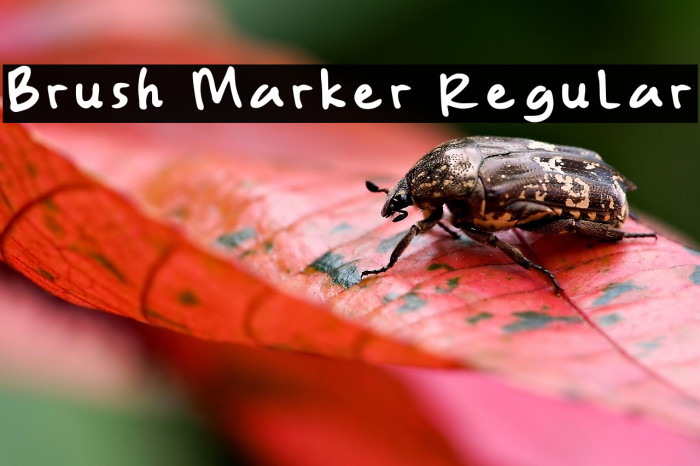 Brush Marker Regular Example 3