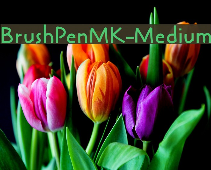 BrushPenMK-Medium Font examples
