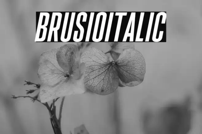 BrusioItalic Font examples