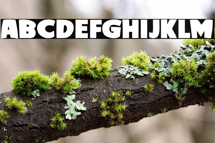 Brutus Academy Example 1