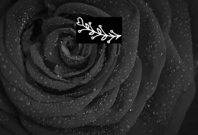 Bryan Kimberly Ornament Fonte examples