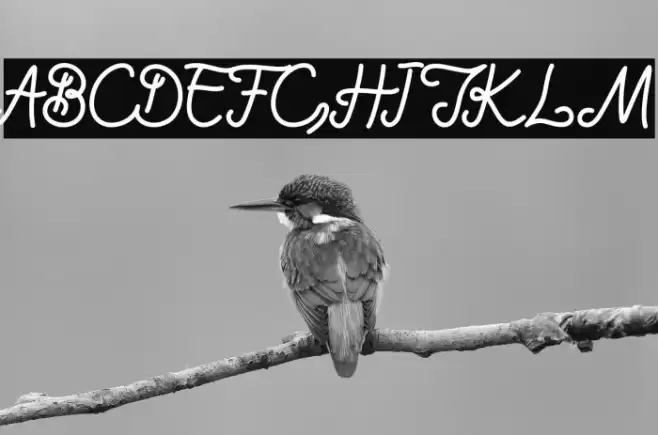 bradlay Font examples