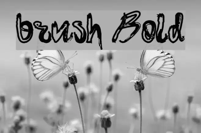 brush Bold Font examples