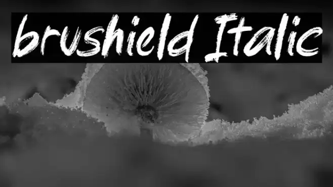 brushield Italic Font examples