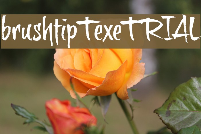 brushtipTexeTRIAL Example 1