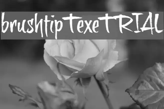 brushtipTexeTRIAL Font examples