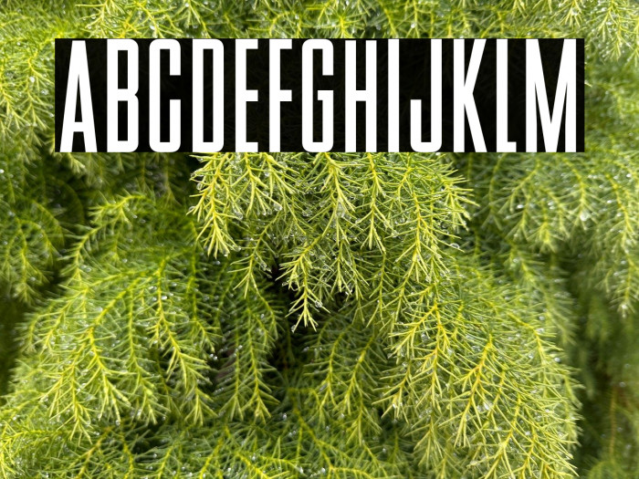 BStyle-Bold Example 3