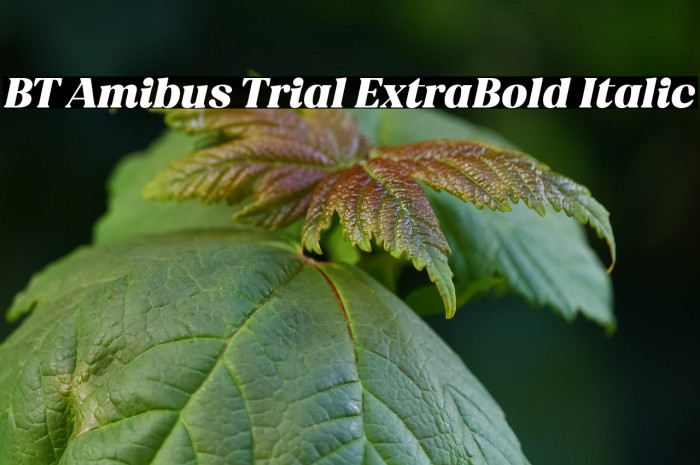 BT Amibus Trial ExtraBold Italic Example 1