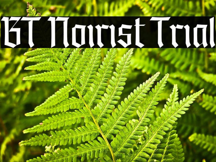 BT Noirist Trial Example 3