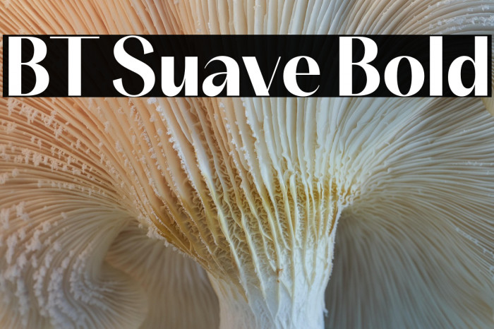 BT Suave Bold Example 3