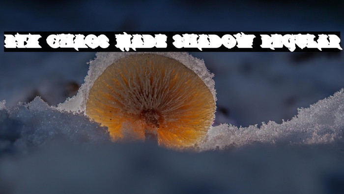 BTX-Chaos-Made-Shadow Regular Example 3