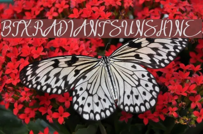 BTX-RADIANT SUNSHINE Example 2