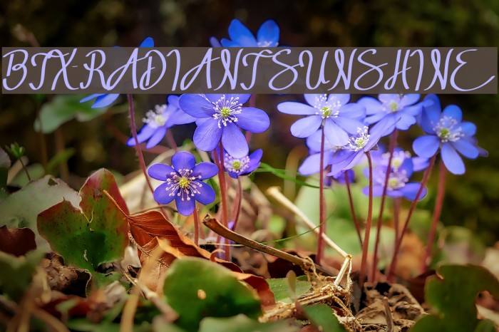 BTX-RADIANT SUNSHINE Font examples