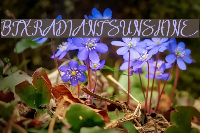 BTX-RADIANT SUNSHINE Example 3
