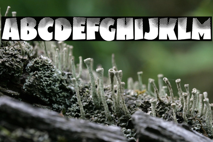 BUBBLEGUM 2 Regular Example 1