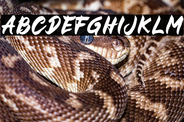 BUCKY Sans Example 1