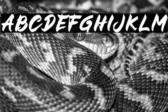 BUCKY Sans Font examples