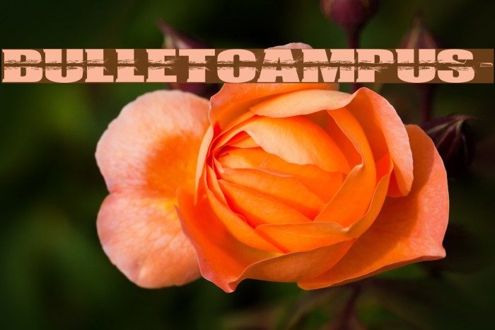 BULLETCAMPUS> Example 2