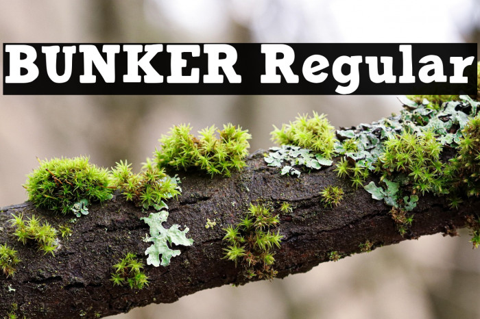 BUNKER Regular Example 2