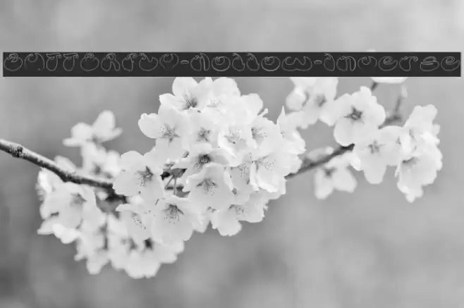 BUTTERFLY-Hollow-Inverse Font examples