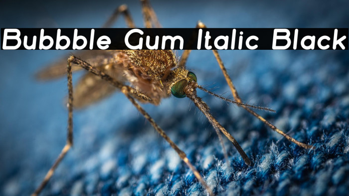 Bubbble Gum Italic Black Example 3