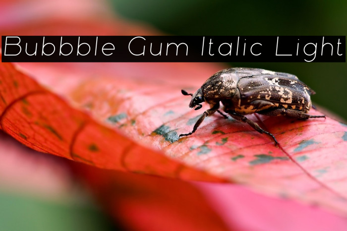 Bubbble Gum Italic Light Example 2