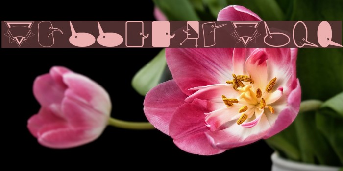 BubbleToBird Example 3