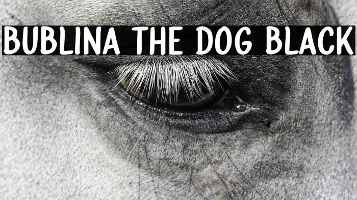 Bublina the Dog Black Example 3